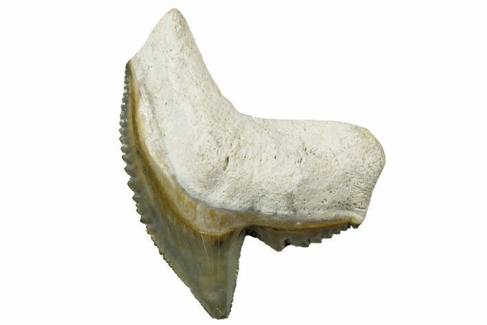 Fossil Tiger Shark (Galeocerdo) Tooth - Bone Valley, Florida #299584